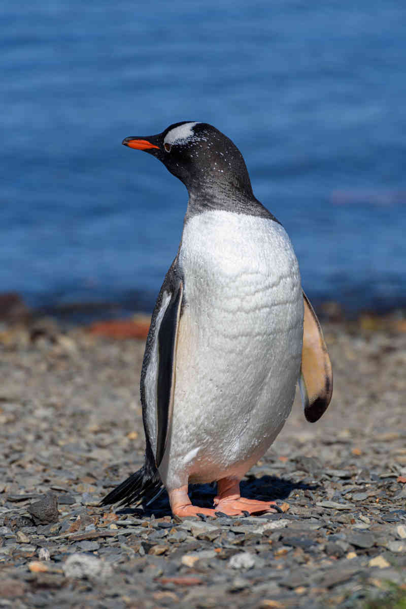 Pingüino Papua o Gentoo - islas Georgias del Sur 02.jpg
